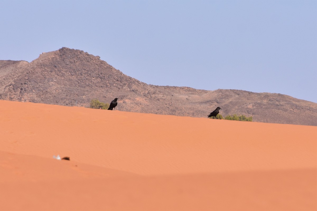 Brown-necked Raven - ML621250842