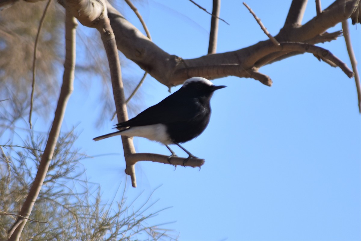 White-crowned Wheatear - ML621250849