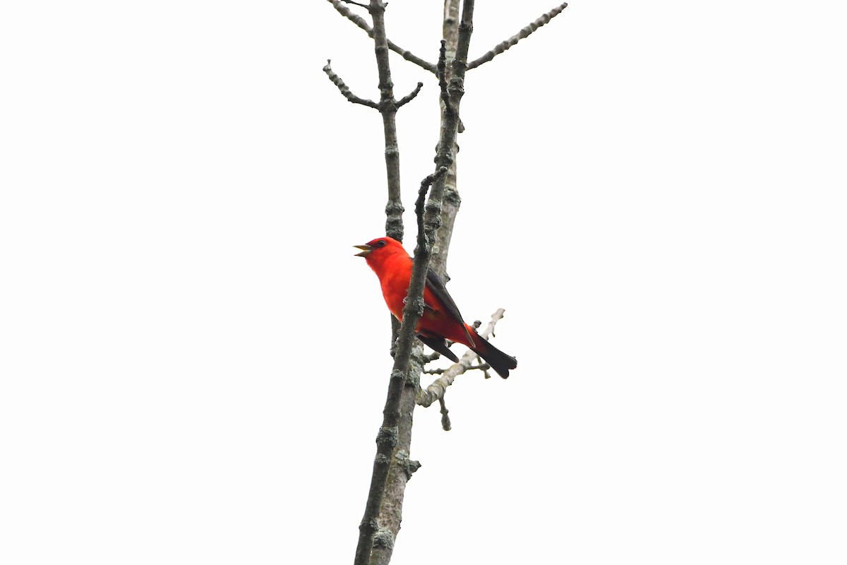 Scarlet Tanager - ML621250856