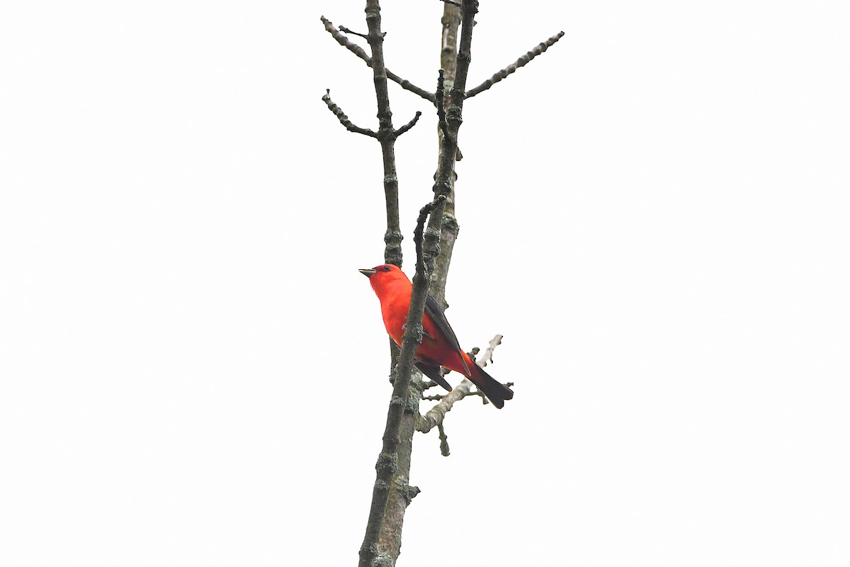 Scarlet Tanager - ML621250857