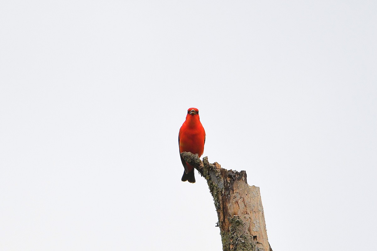 Scarlet Tanager - ML621250858