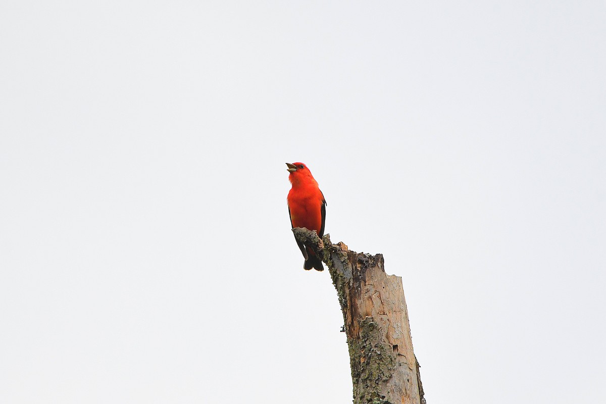 Scarlet Tanager - ML621250859