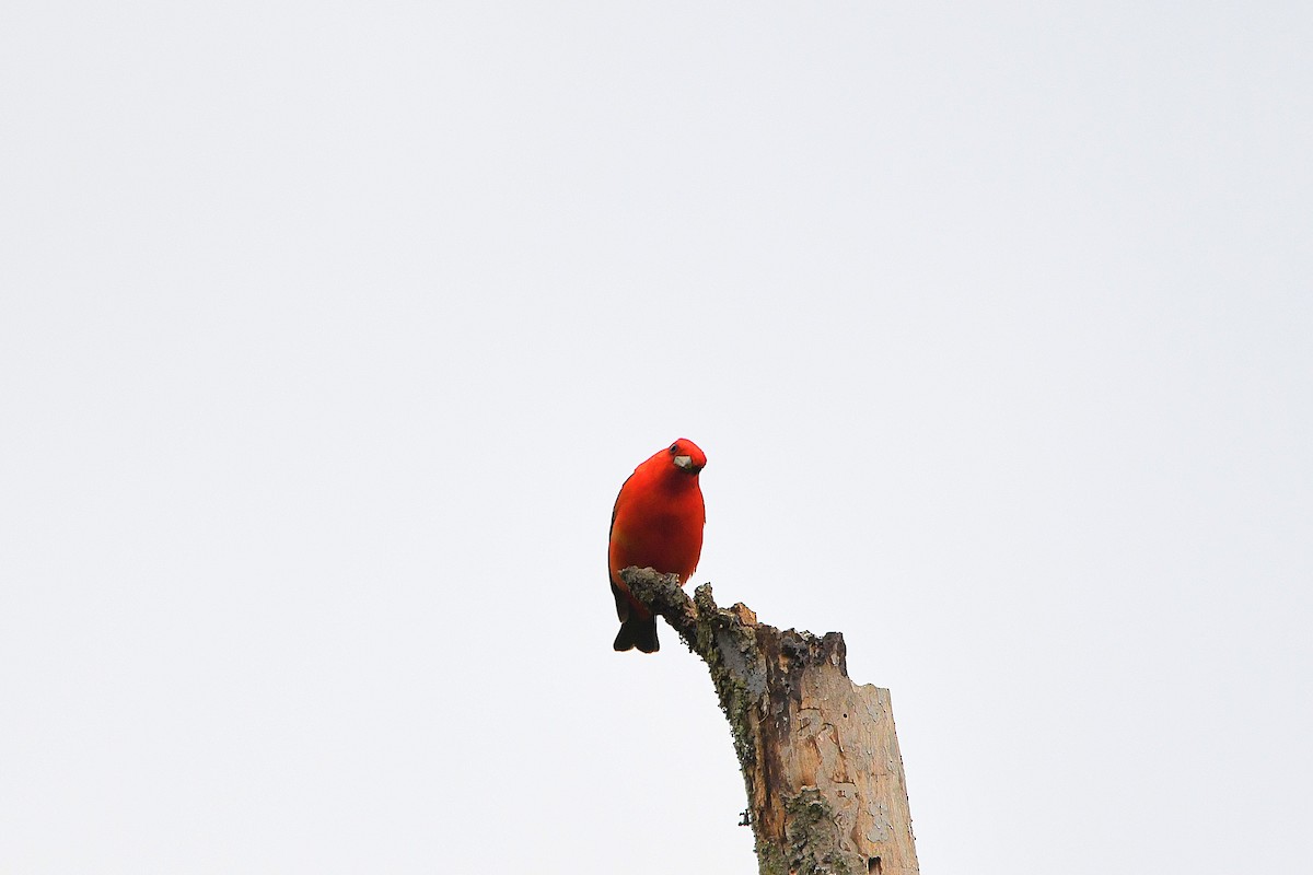 Scarlet Tanager - ML621250861
