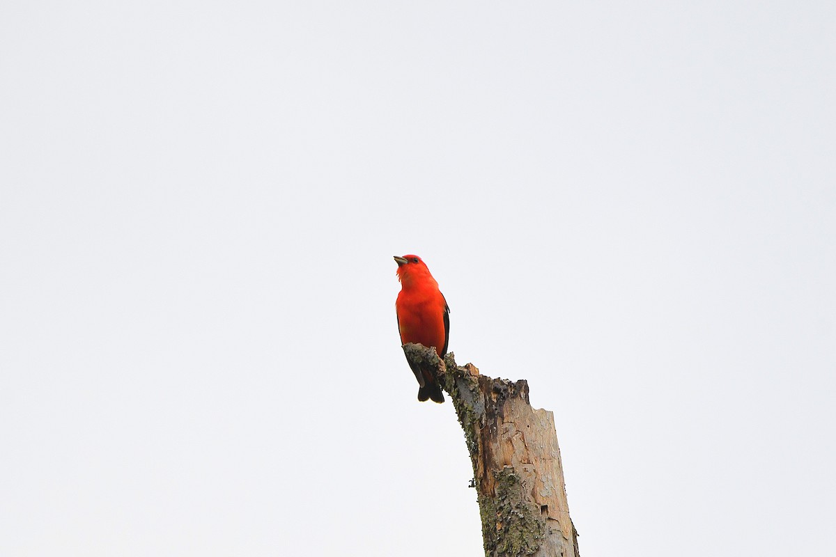 Scarlet Tanager - ML621250862