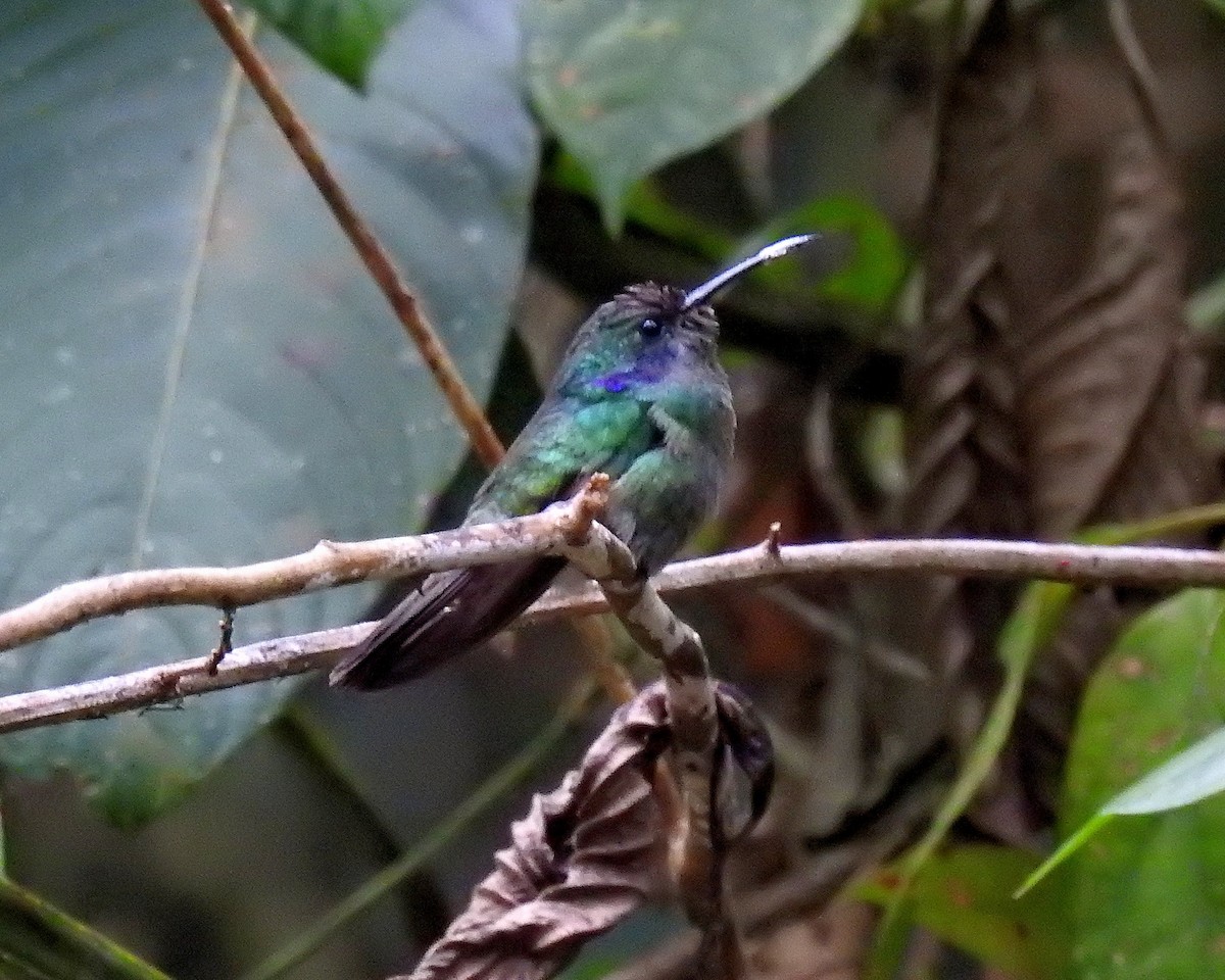kolibřík modrouchý - ML621250869