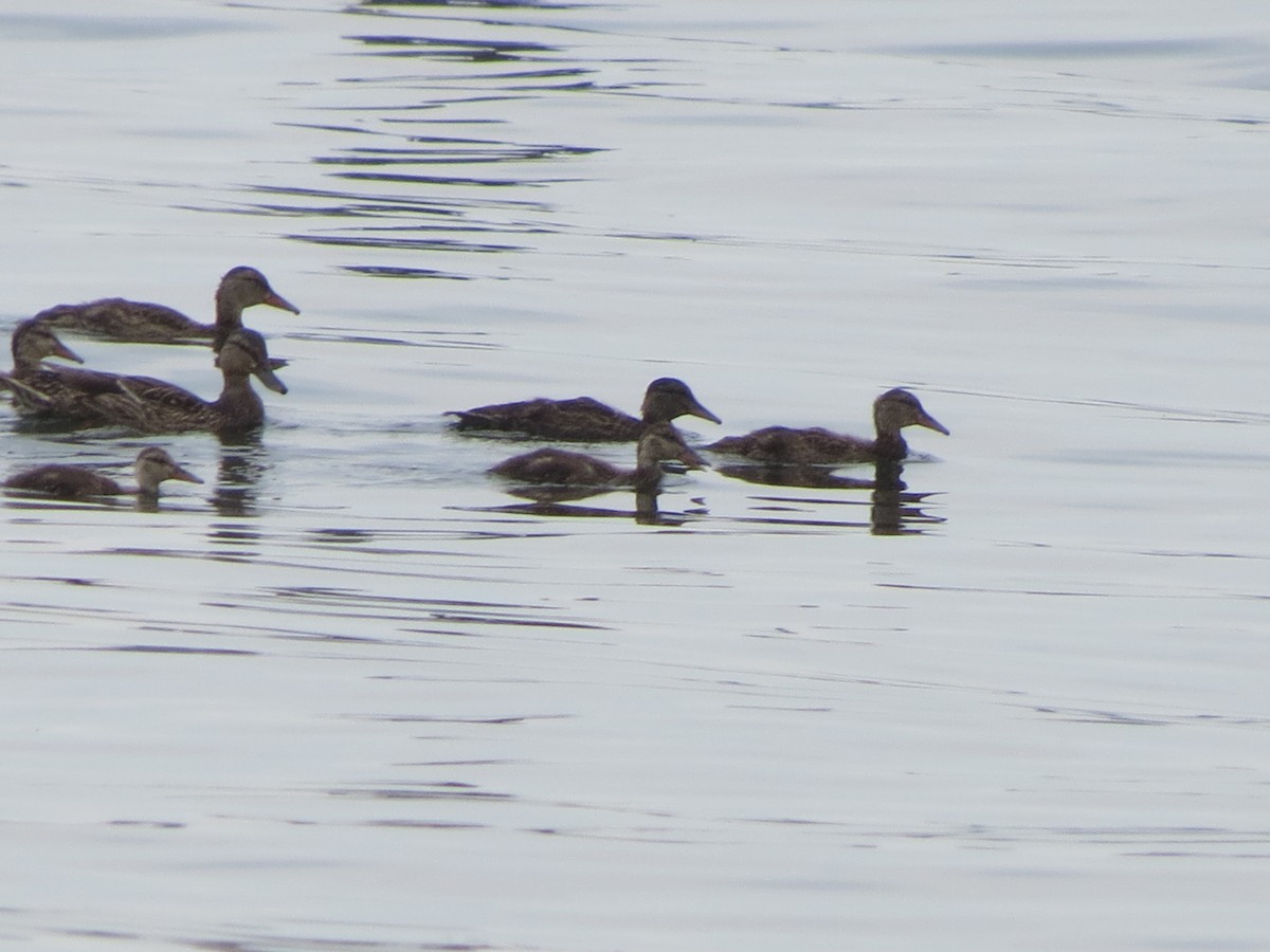 Canard colvert - ML621250877