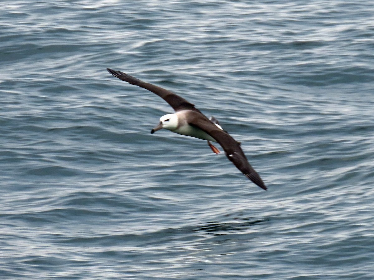 Albatros à sourcils noirs - ML621250878