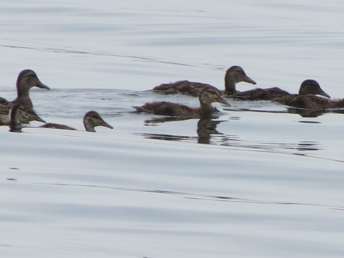 Canard colvert - ML621250881