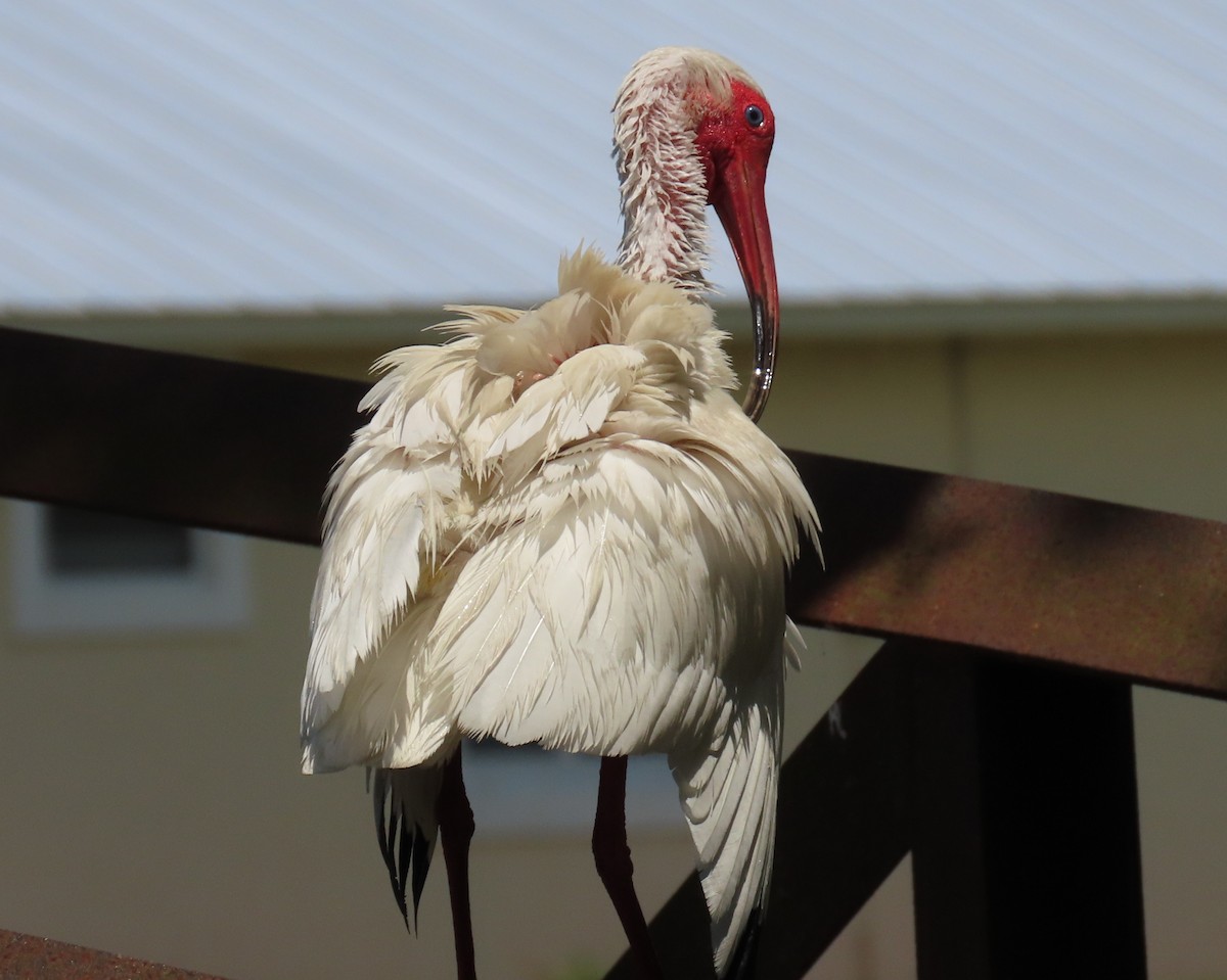 ibis bílý - ML621250890