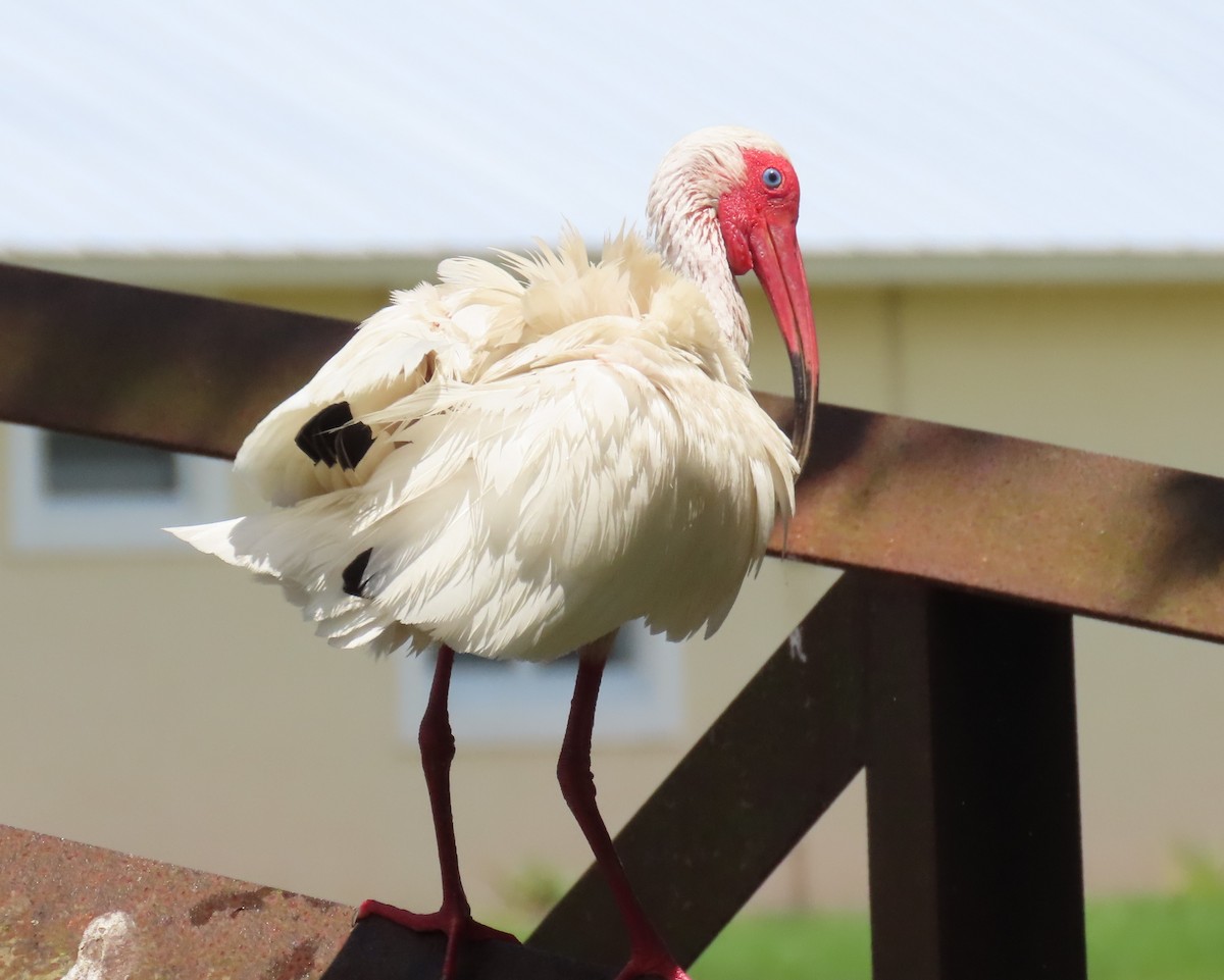 ibis bílý - ML621250891