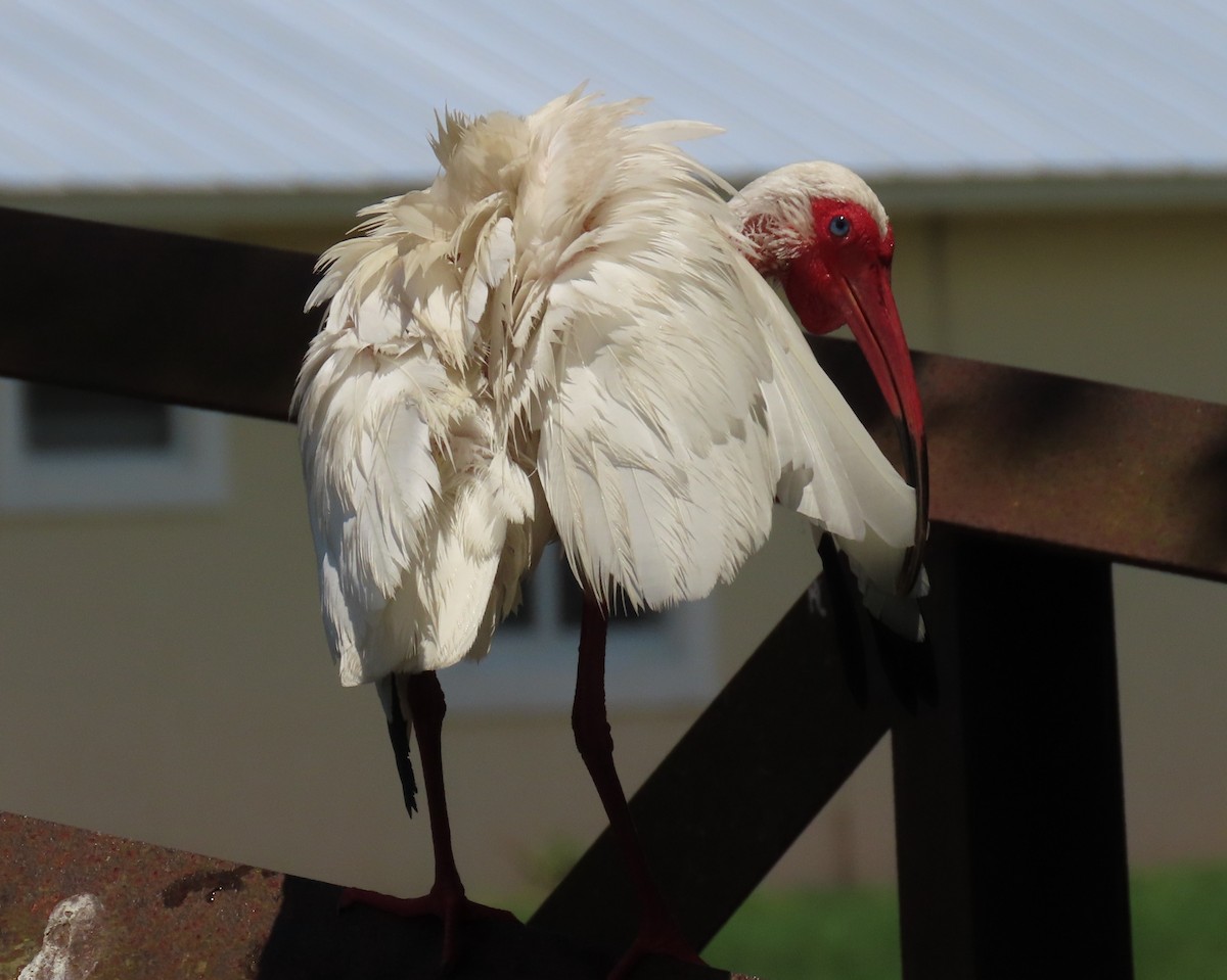 ibis bílý - ML621250893