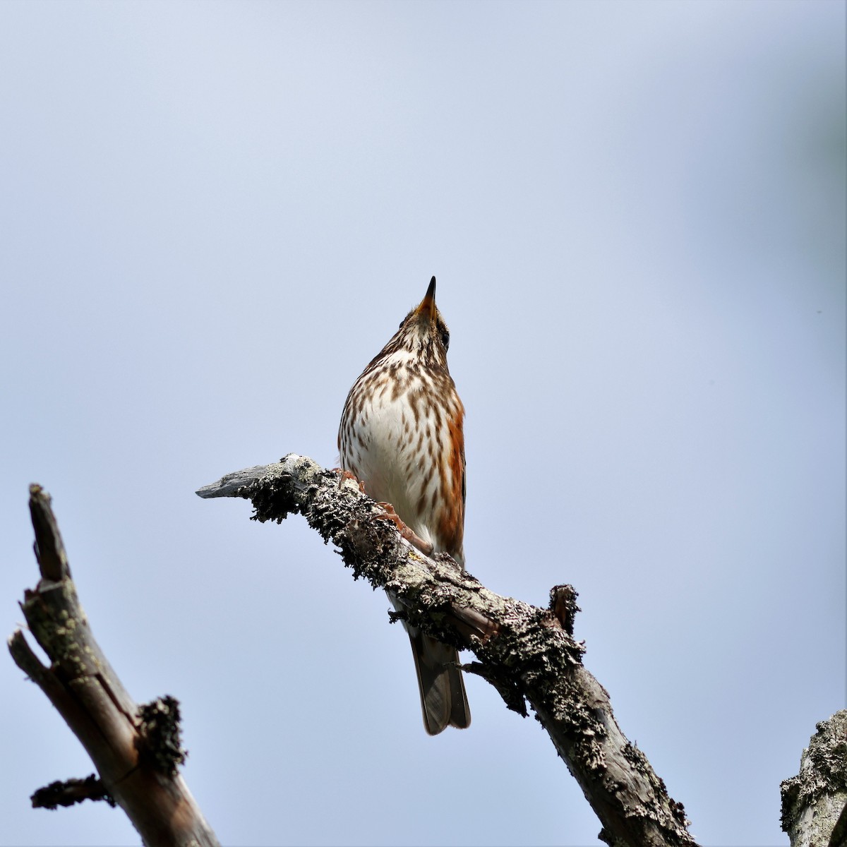 Redwing (Eurasian) - ML621250947