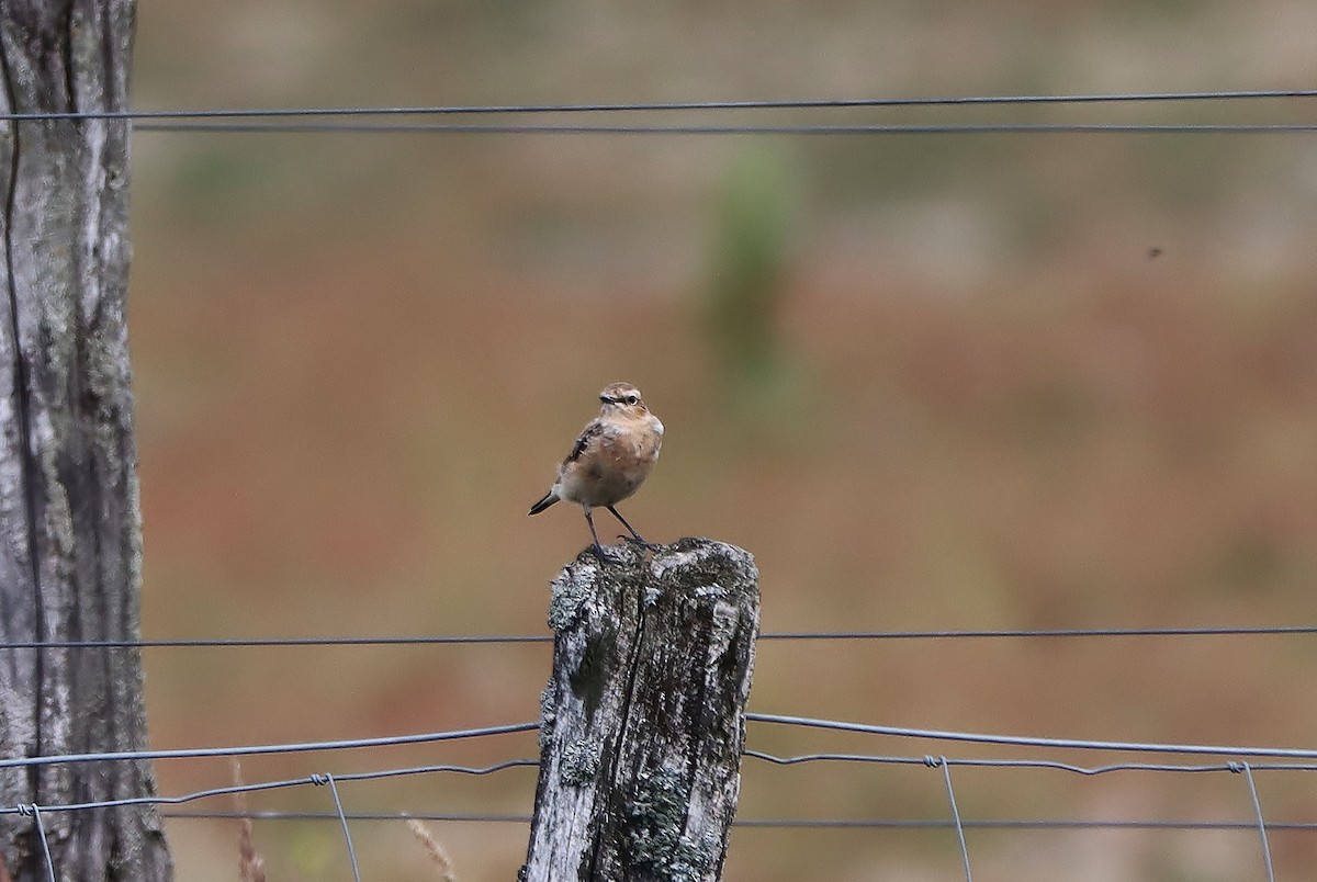 Whinchat - ML621250952