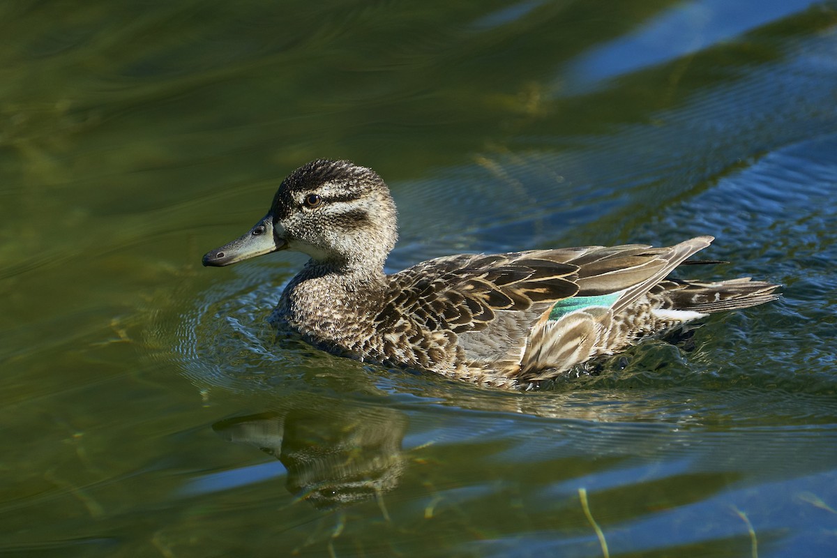 Green-winged Teal - ML621250953