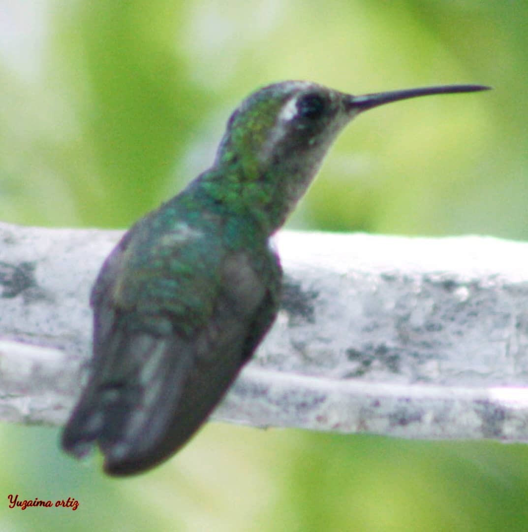 kolibřík kubánský - ML621250957