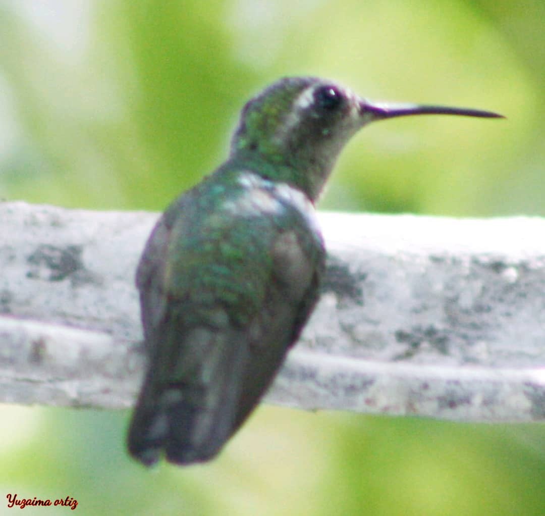 kolibřík kubánský - ML621250958