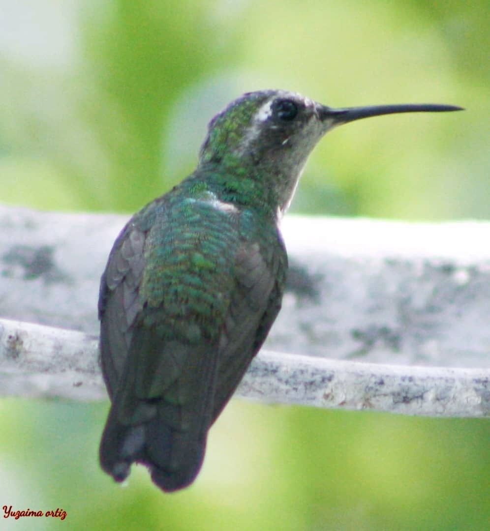 kolibřík kubánský - ML621250959
