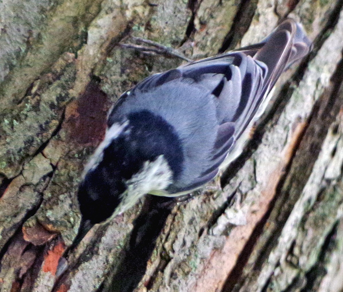White-breasted Nuthatch (Eastern) - ML621250964