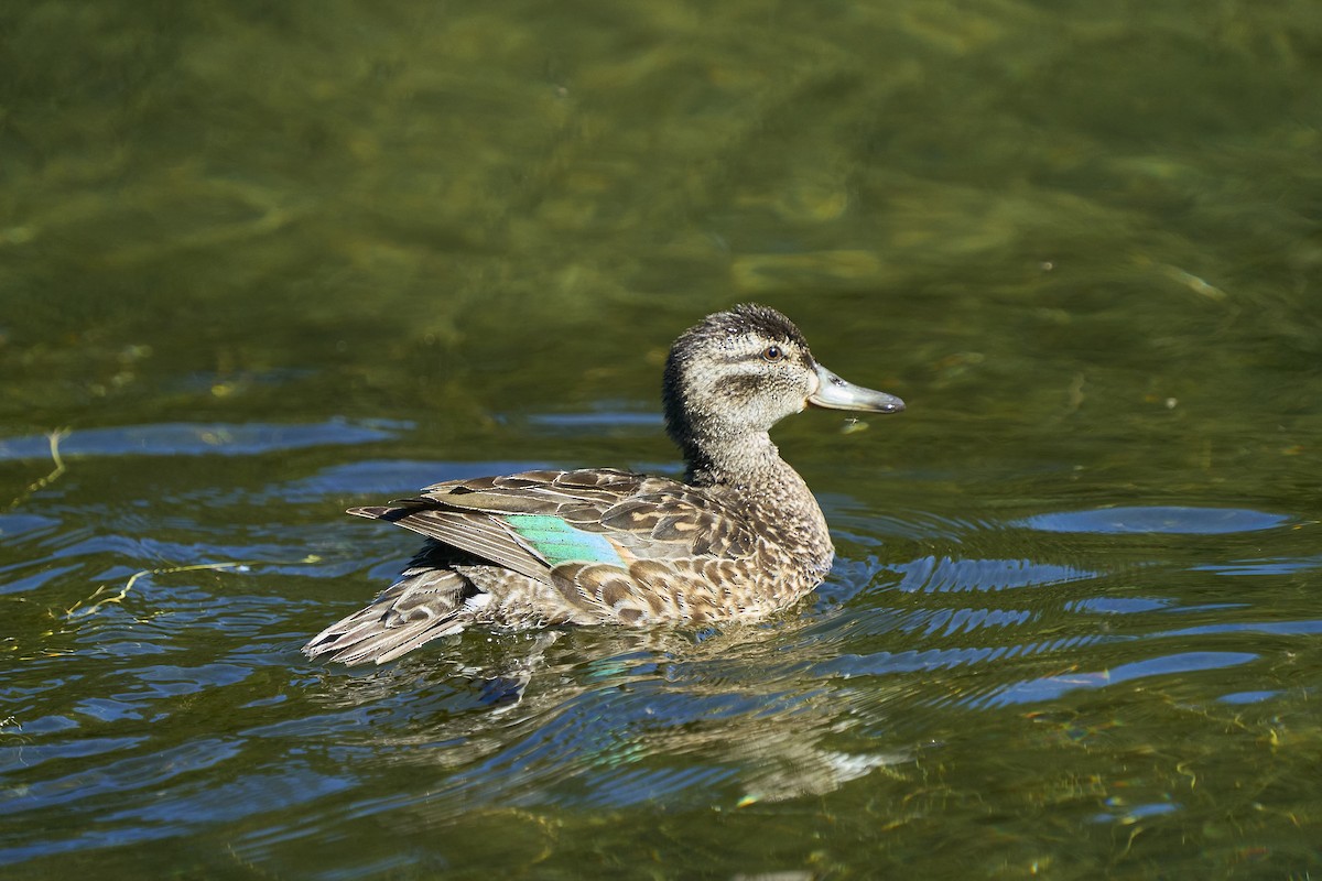Green-winged Teal - ML621250965