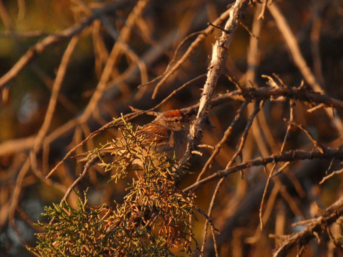 Chipping Sparrow - ML621250973