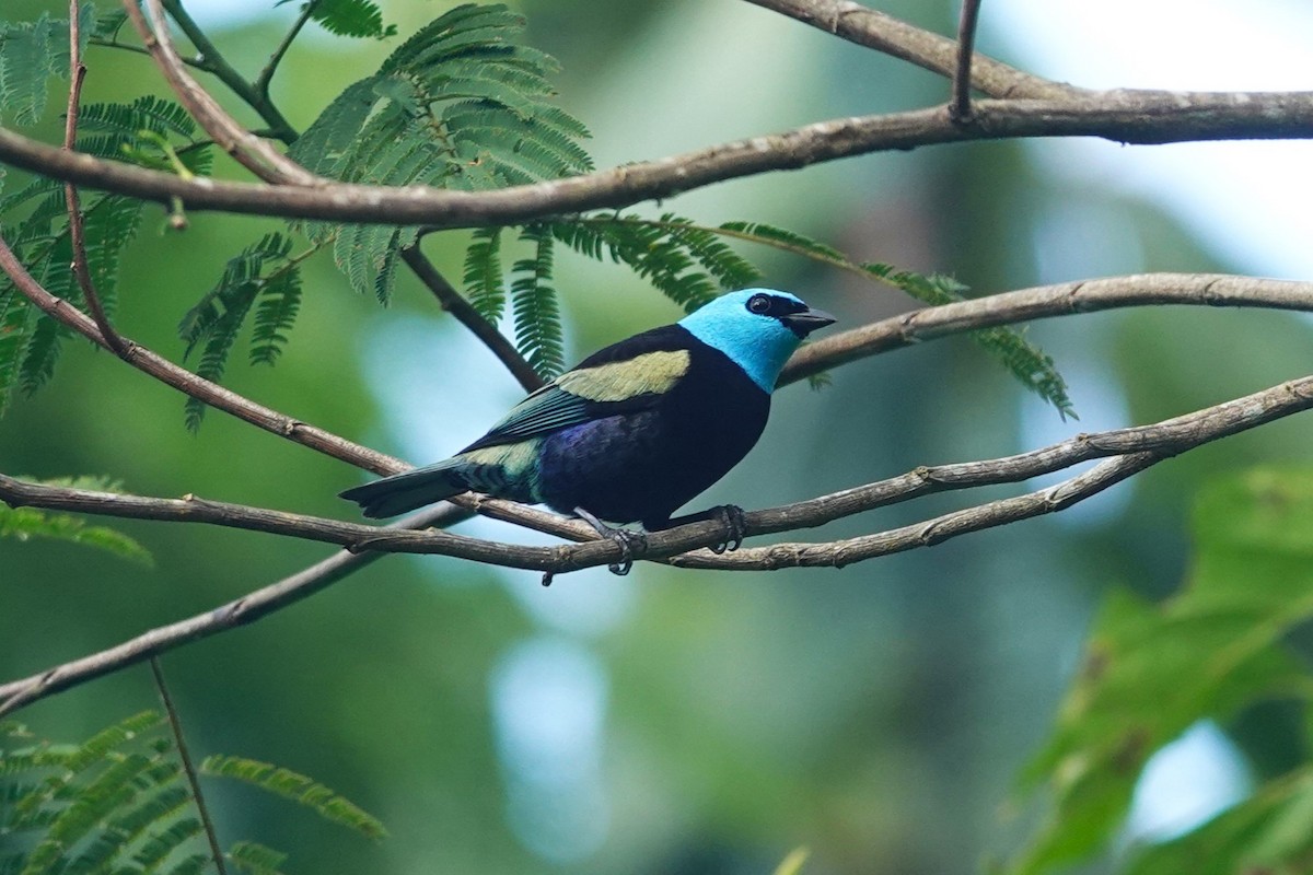 Blue-necked Tanager - ML621251047