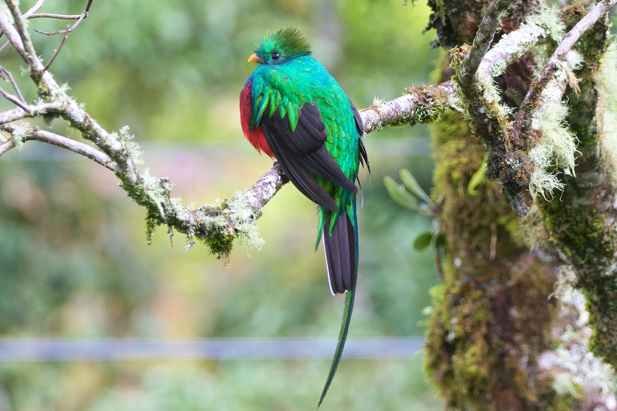 Quetzal Guatemalteco - ML621251051