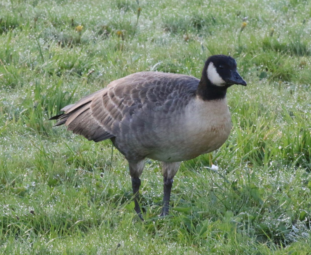 Cackling Goose (minima) - ML621251108