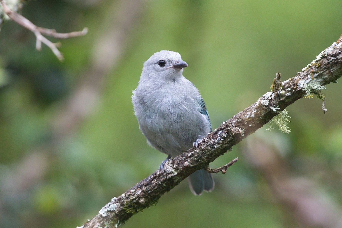 Blue-gray Tanager - ML621251136