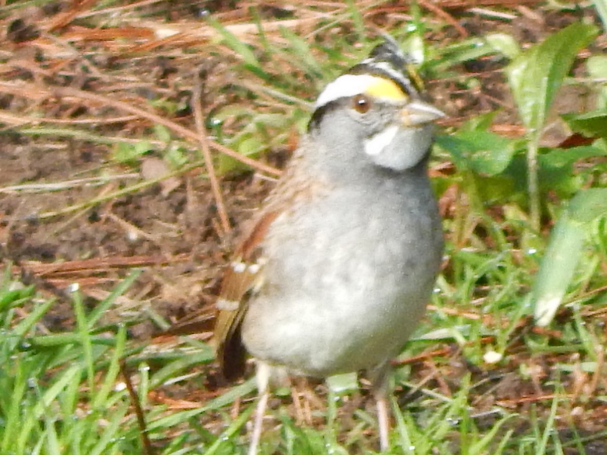 White-throated Sparrow - ML621251144