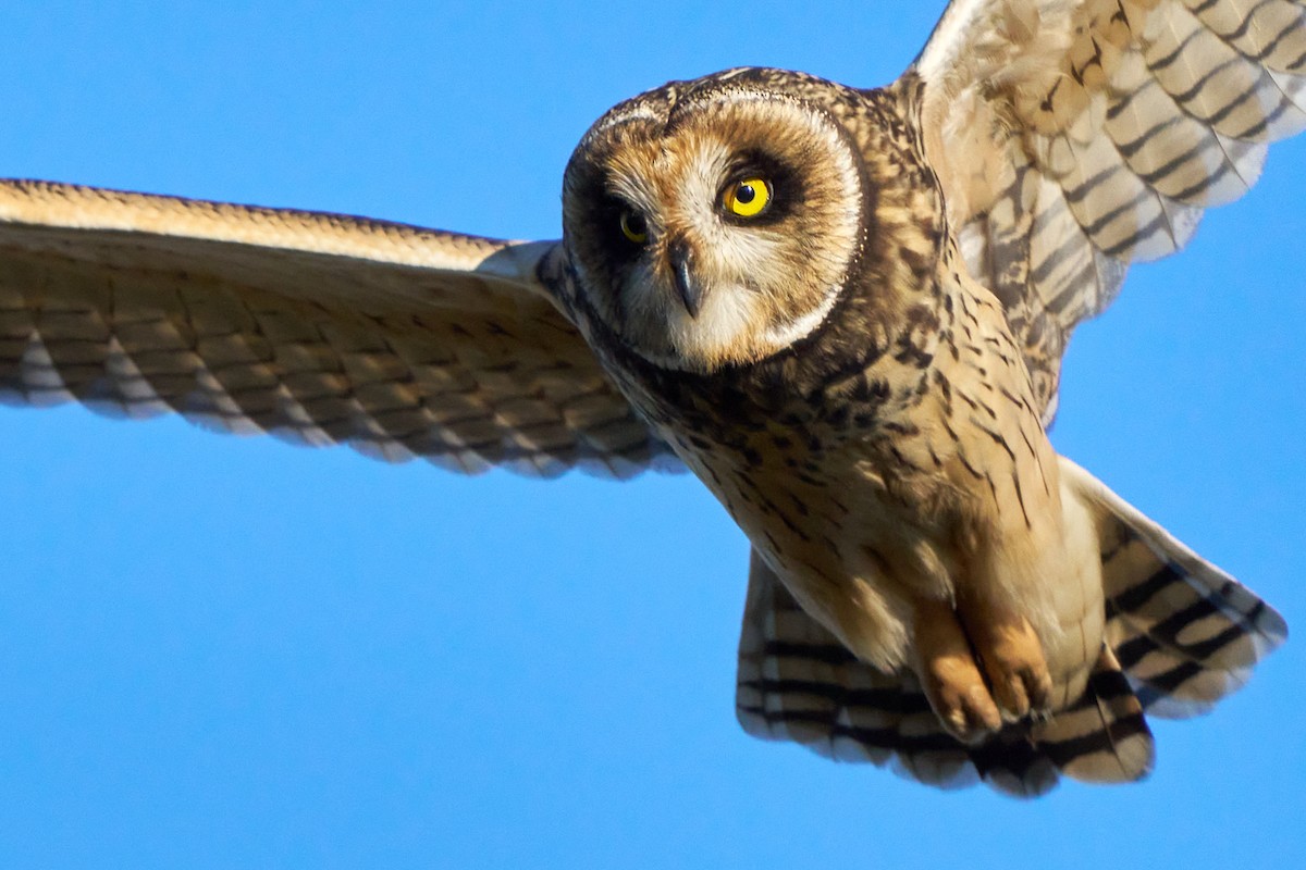 Short-eared Owl - ML621251158