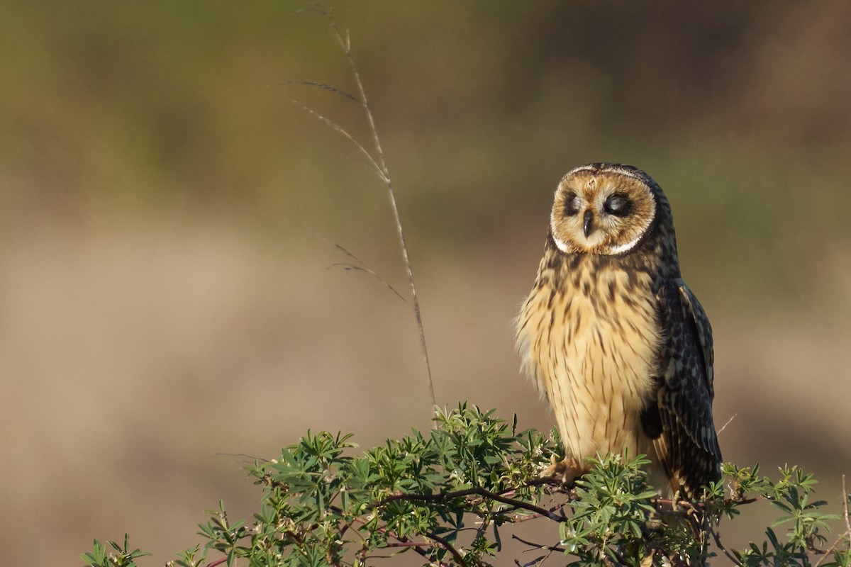 Short-eared Owl - ML621251159