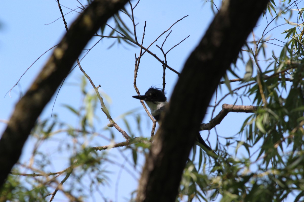 Belted Kingfisher - ML621251166
