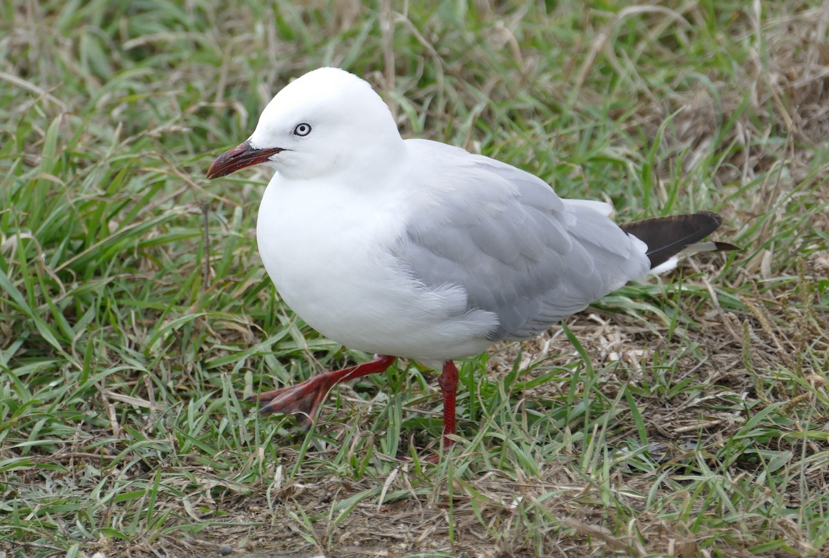 australmåke (scopulinus) (nyzealandmåke) - ML621251207