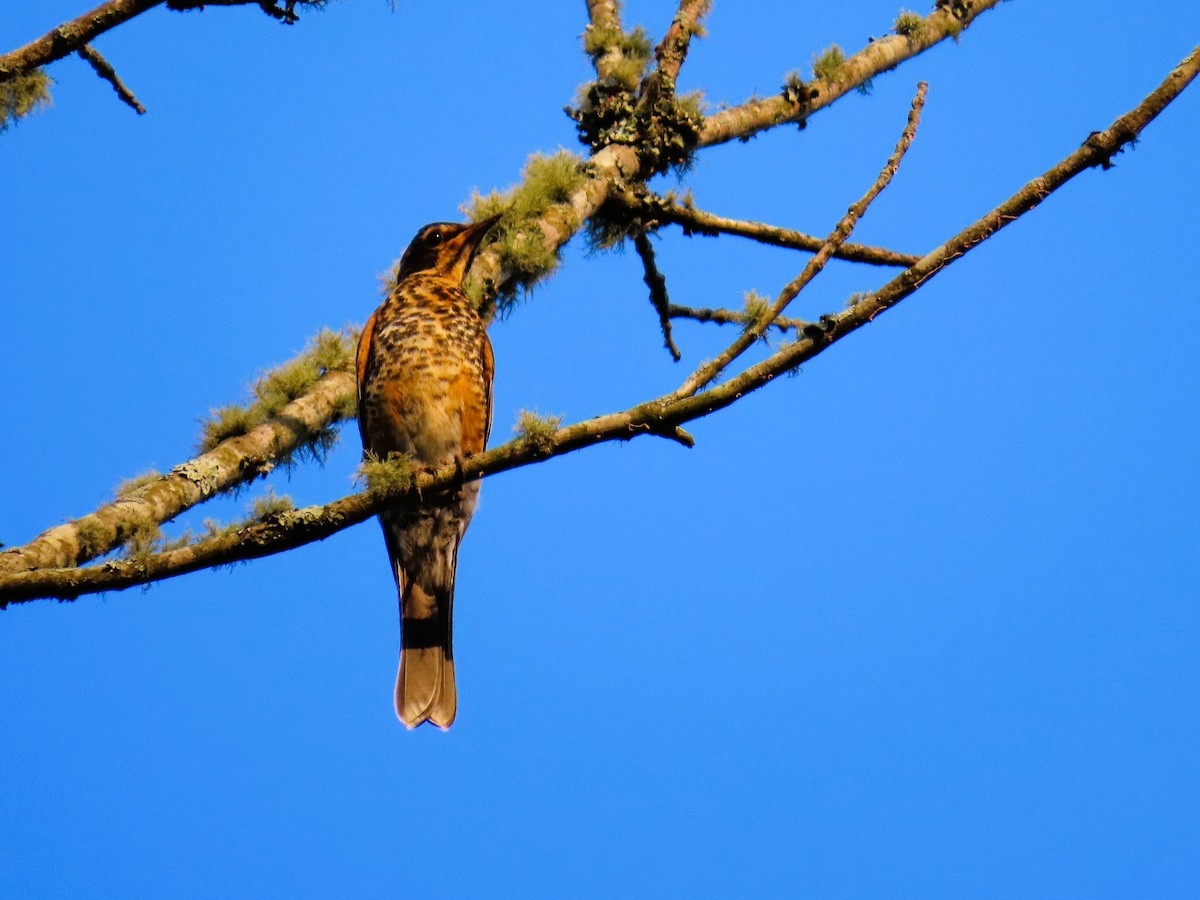 American Robin - ML621251223