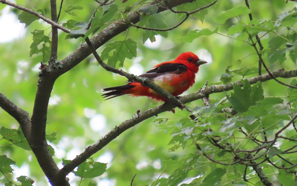 Scarlet Tanager - ML621251255