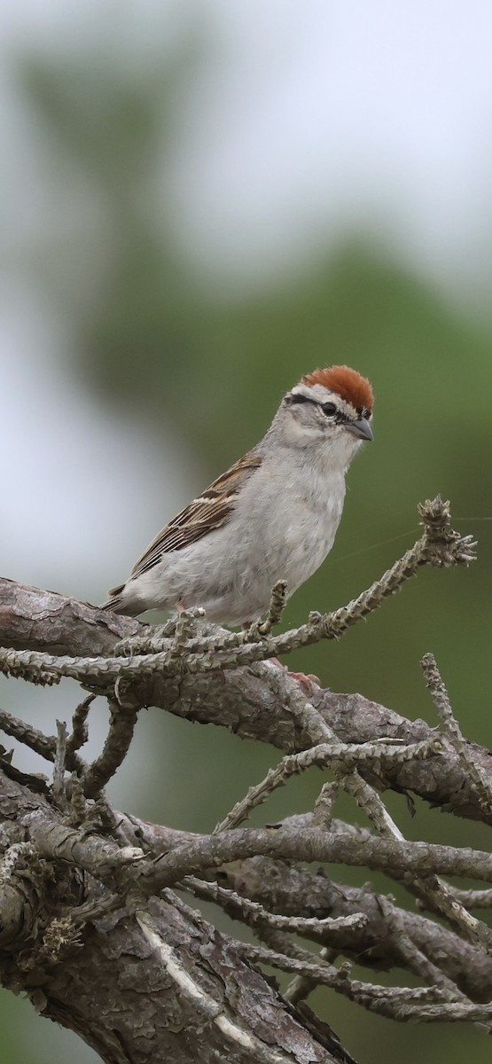 Chipping Sparrow - ML621251262