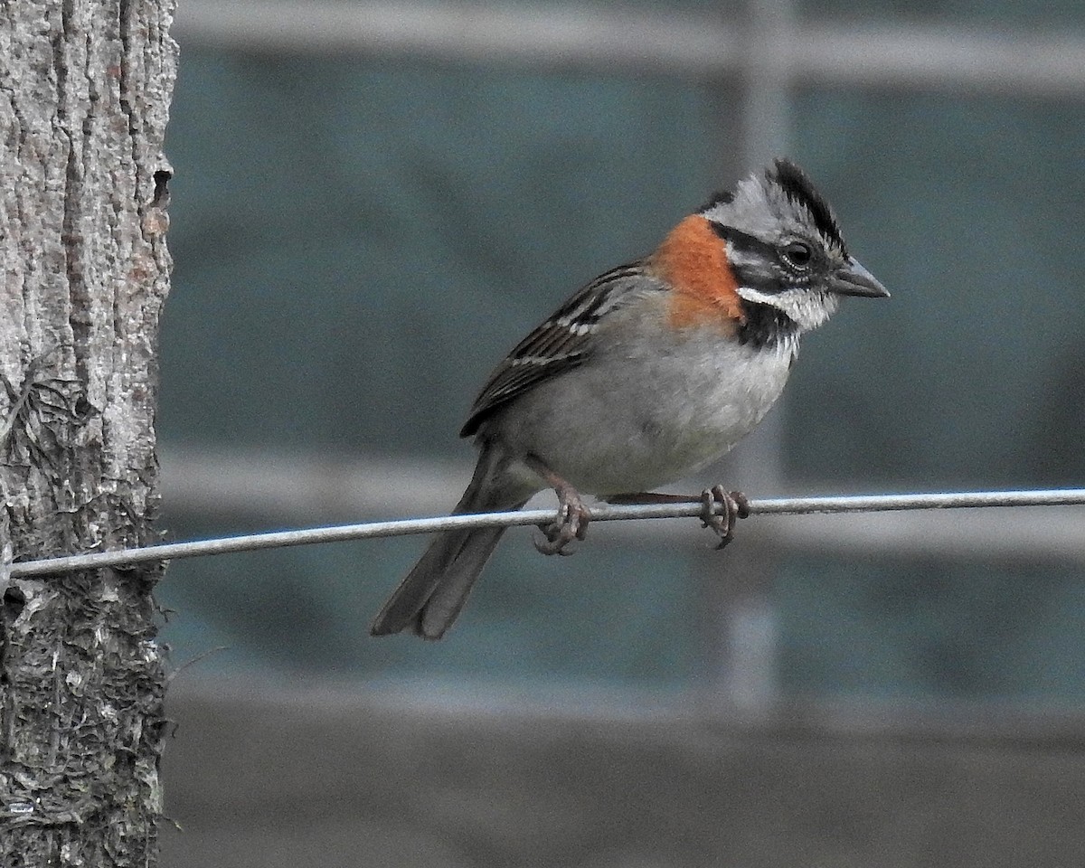 Rufous-collared Sparrow - ML621251274