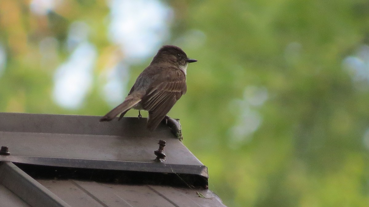 Eastern Phoebe - ML621251313