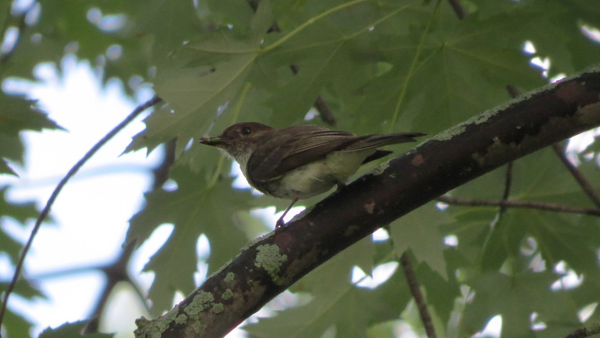 Eastern Phoebe - ML621251314