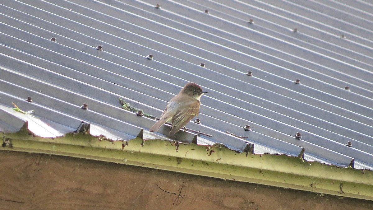 Eastern Phoebe - ML621251315