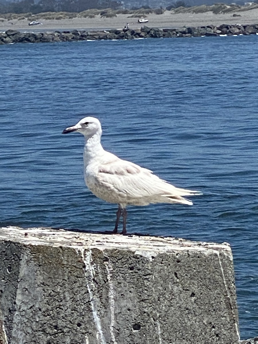 white-winged gull sp. - ML621251347