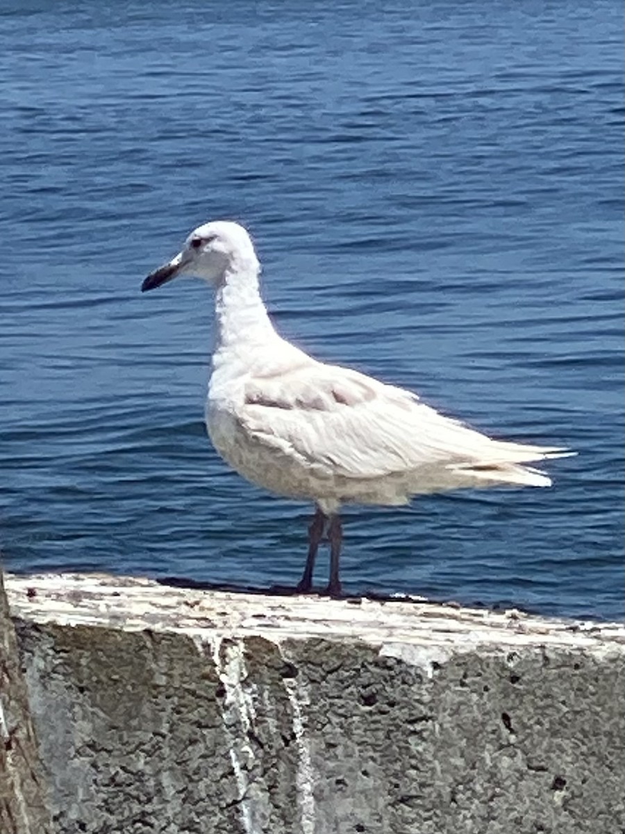 white-winged gull sp. - ML621251348