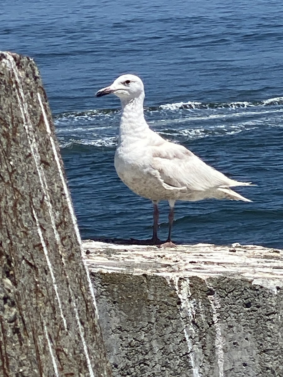 white-winged gull sp. - ML621251349
