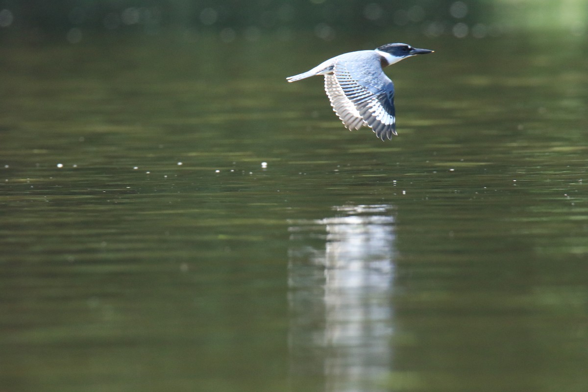 Belted Kingfisher - ML621251350