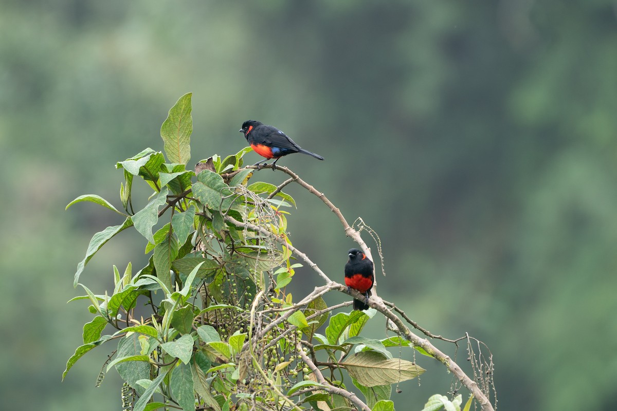 Scarlet-bellied Mountain Tanager - ML621251363