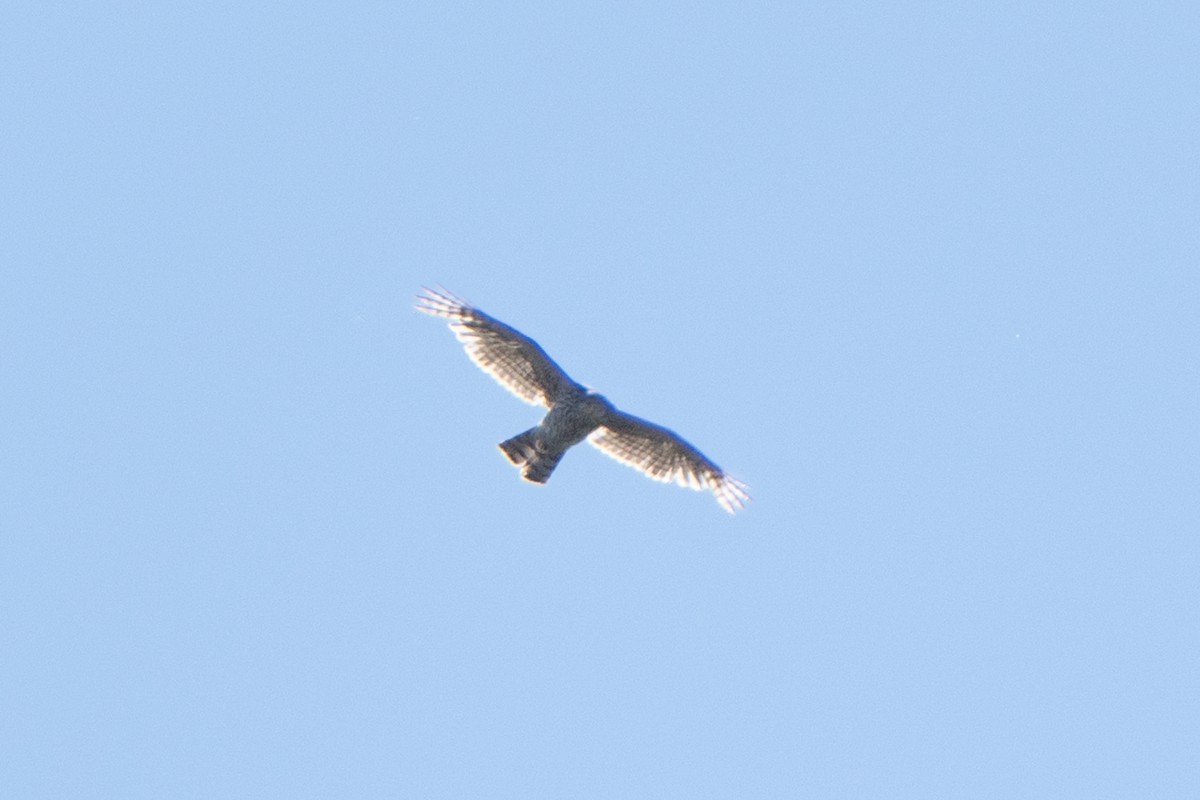 American Goshawk - ML621251371