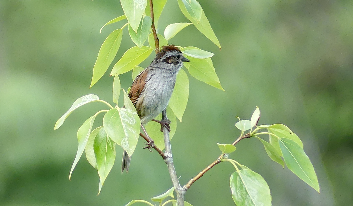 Swamp Sparrow - ML621251387