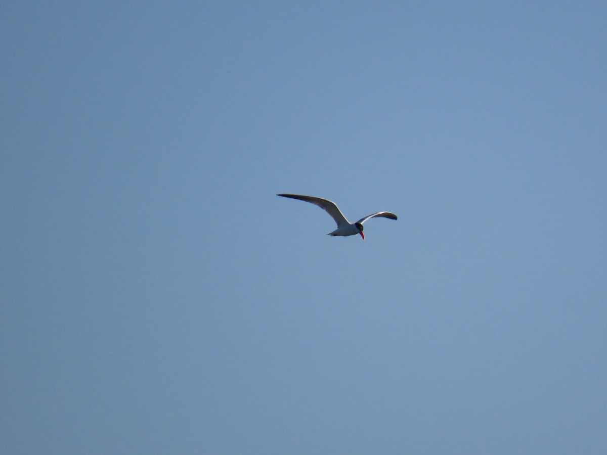 Caspian Tern - ML621251389