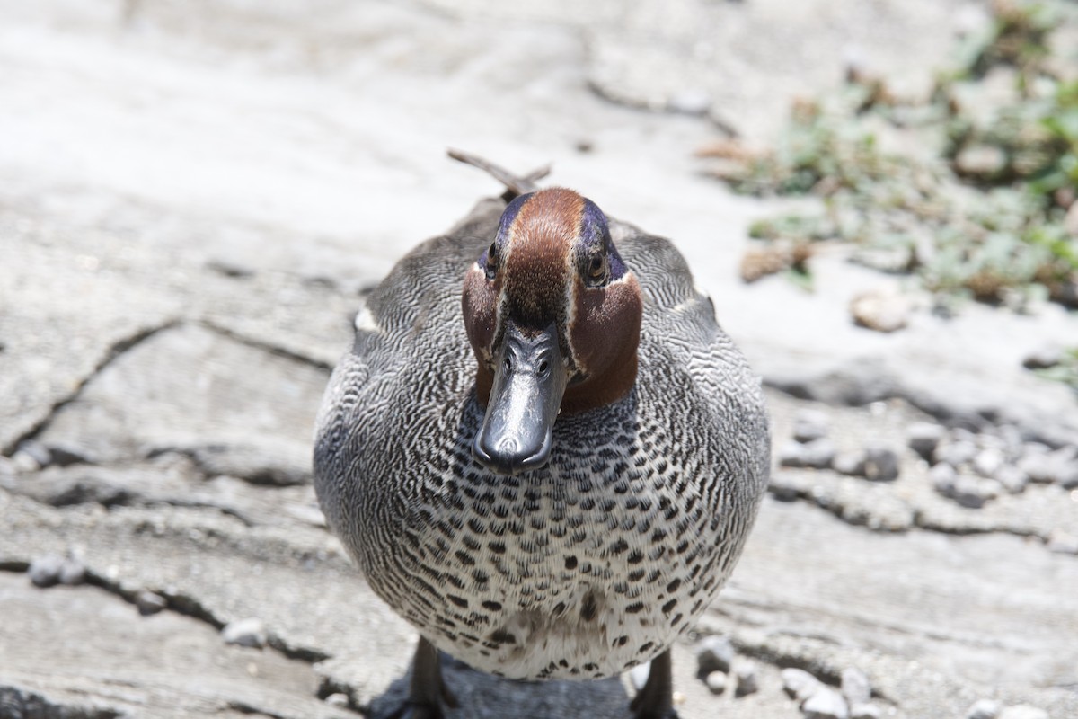 Green-winged Teal - ML621251450