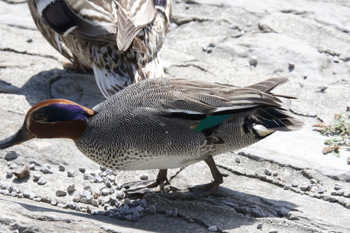 Green-winged Teal - ML621251453